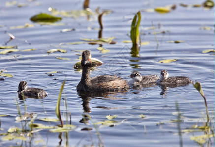 在加拿大萨斯喀彻温省池塘中与婴儿小鸡糖图片