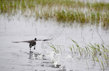 在加拿大萨斯喀彻温省池塘中鸭图片