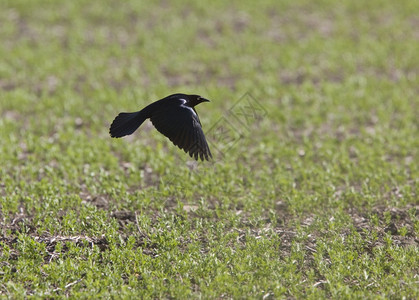 黑鸟在加拿大萨斯喀彻温飞行图片