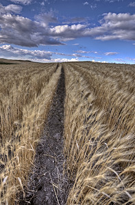 小麦作物暴云图片