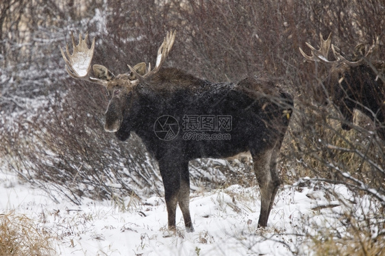 加拿大温特萨斯喀彻的牛鹿关闭加拿大图片