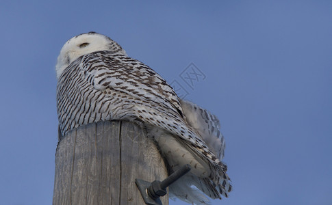鸟背萨斯喀彻温的北极冬季雪猫的背景