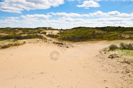 荷兰北海岸的沙丘图片