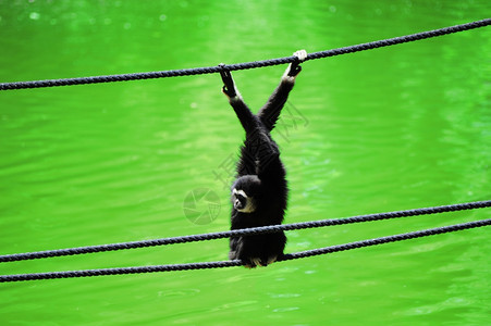 白手长臂猿长臂猿爬在绳子上图片