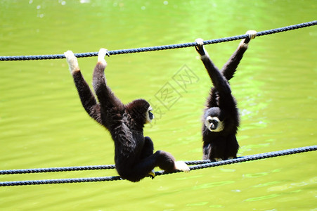 白手长臂猿长臂猿爬在绳子上背景图片