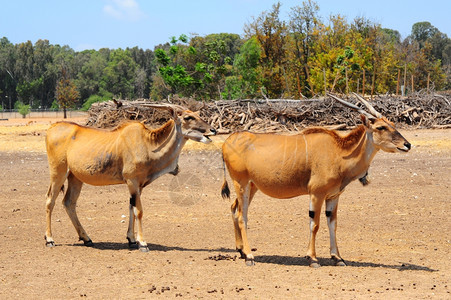 所有羚羊中最大的品种大羚羊图片
