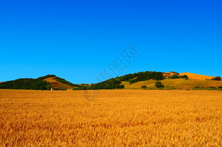 托斯卡纳夏季金黄麦田托斯卡纳风景图片