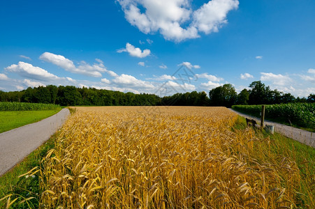 德国巴伐利亚玉米和小麦田之间的斜坡道图片