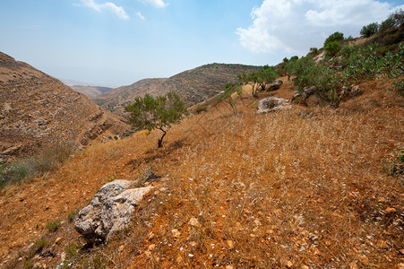 OliveGrove位于以色列撒马利亚山脉的坡地上Olive图片
