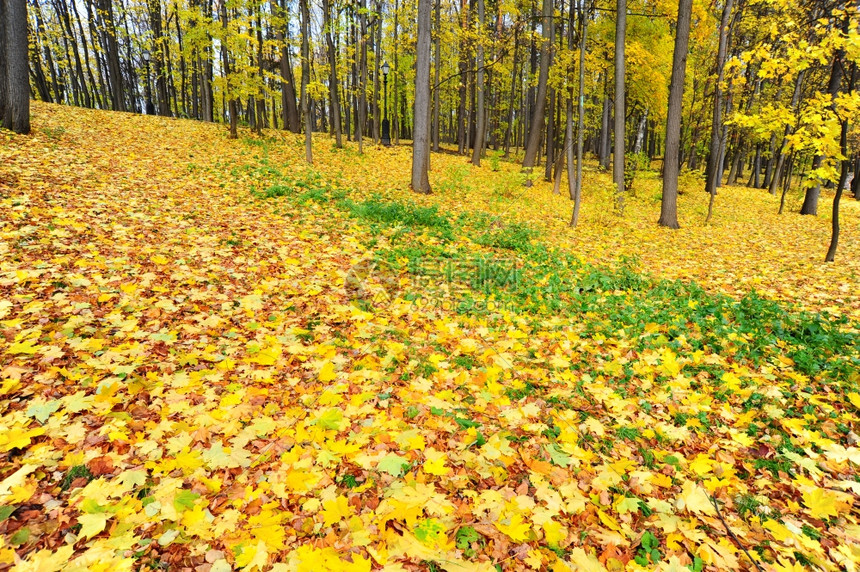 秋天公园Birch和Mample的叶子金地毯高清图片下载-正版图片307001627-摄图网