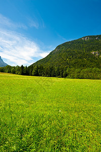 德国南巴伐利亚的牧草图片