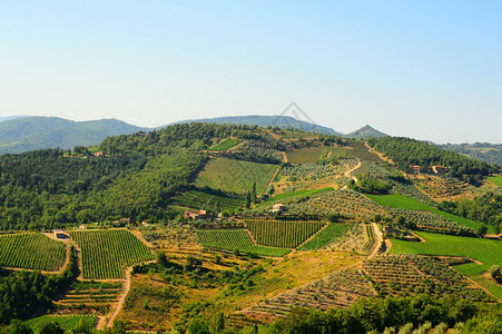 基安提地区托斯卡纳山和葡萄园图片