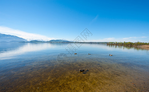 在瑞士祖格尔湖游泳的马拉德鸭子图片