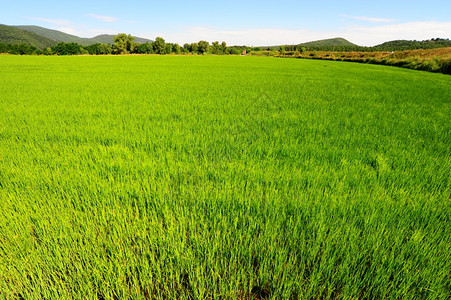 托斯卡纳山上的绿稻田图片