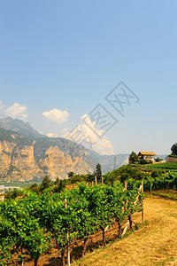 意大利阿尔卑斯山脚下的藤园和农场房屋图片