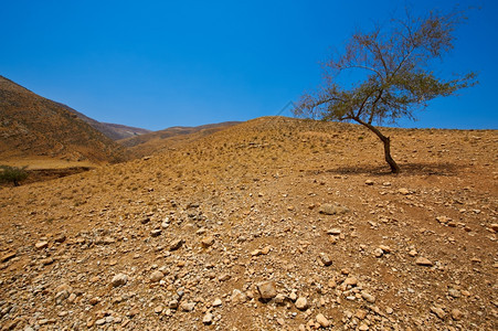 以色列Samaria沙丘大石和树图片