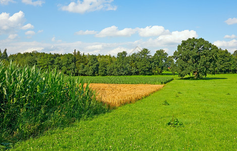 德国南巴伐利亚的福德尔玉米和小麦田种植图片