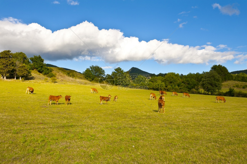 法国阿尔卑斯山草地的牛和放牧图片