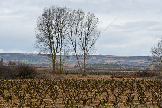 春初西班牙在田野的葡萄树行图片