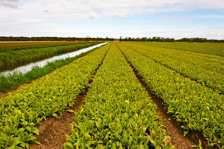 荷兰图利普斯田间灌溉运河图片