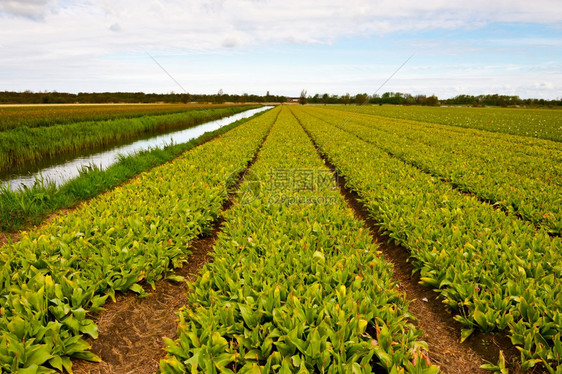 荷兰图利普斯田间灌溉运河图片