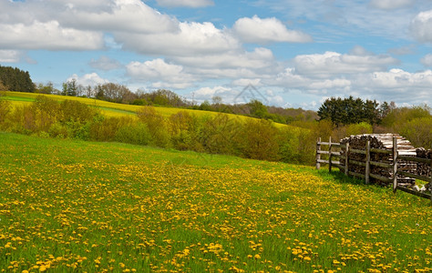 比利时Ardennes的绿色草地上森林背景图片