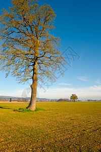 瑞士普罗田环绕的独立树图片
