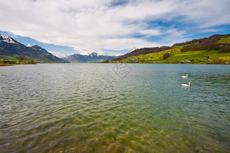 瑞士萨尔纳湖上的白天鹅图片