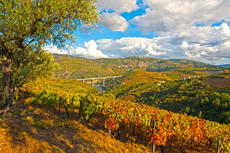 葡萄牙山上广阔的葡萄园图片