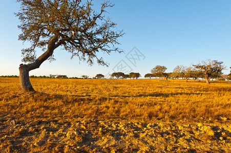 葡萄牙的秋期牧油图片