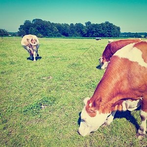 巴伐利亚南部牧草上的牛放Instagram效应图片