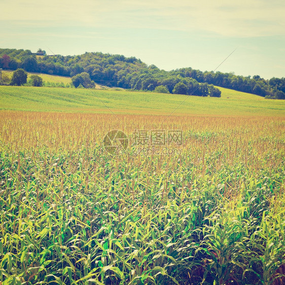 法国利穆森的玉米种植回溯效应图片