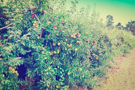 准备在葡萄牙收获的树上苹果回溯效应图片