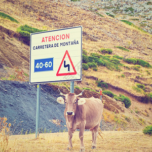 西班牙路标下的牛图片