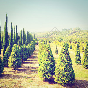 意大利托儿所园中的Cypress树Retro效应图片