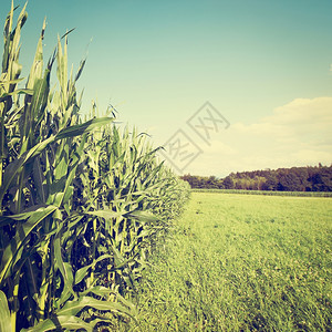 巴伐利亚南部玉米种植回溯效应图片