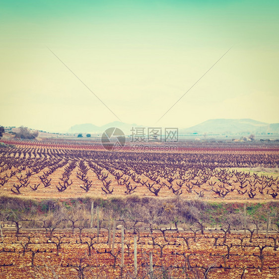 西班牙田野的葡萄树各行回溯效应图片