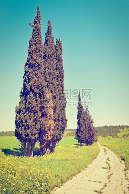以色列泥土路沿线的Cypress树反向效应图片