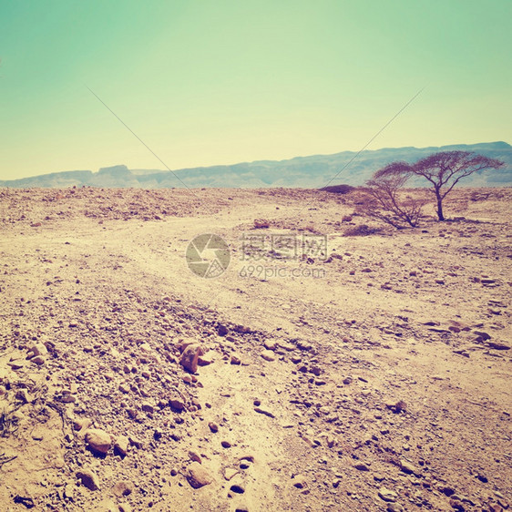 以色列Samaria沙丘的干枯树回溯效应图片