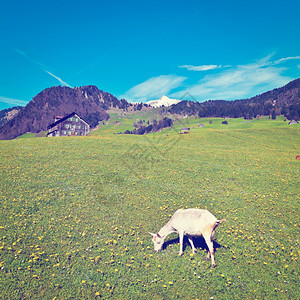 山羊放牧在瑞士的绿色草回溯效应图片
