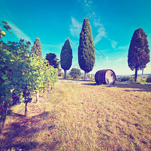 基安提地区带有藤园的托斯卡纳山Instagram效应图片