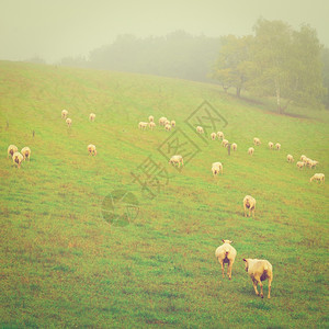 法国阿尔卑斯山草地上的牧羊场Instagram效应图片
