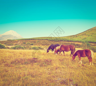 在欧洲山峰草地上放牧的马匹西班牙Instagram效应图片