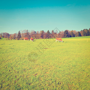 瑞士绿草牧牛Instagram效应图片