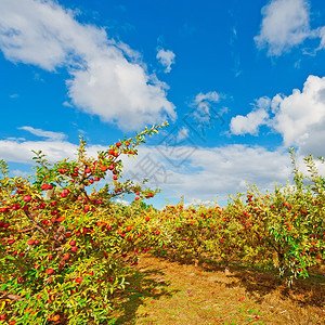 准备在葡萄牙收获的树上苹果图片