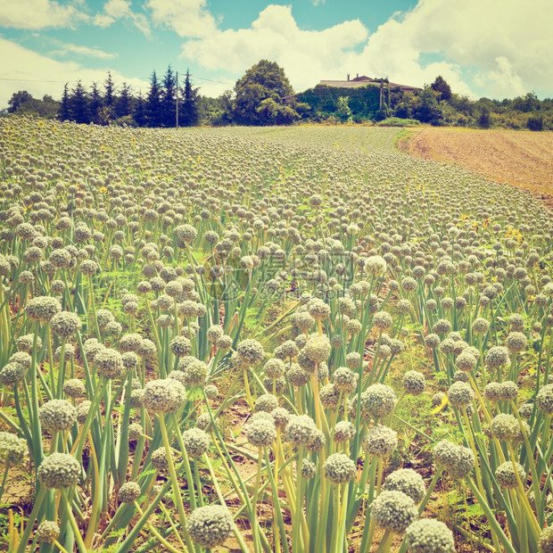 法国洋葱田环绕的农场instagram效应