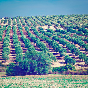 秋天西班牙的橄榄林和犁过的山坡Instagram效果图片