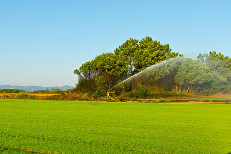 葡萄牙田地上喷水器灌溉图片