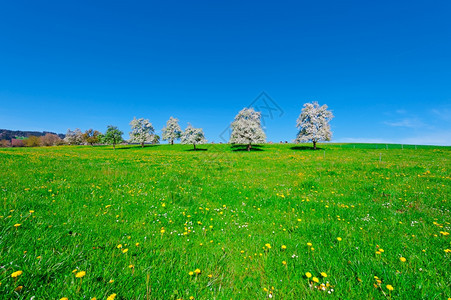牧场牛和鲜花树环绕在瑞士铺路草地周围背景图片