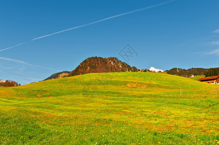 高山草地由瑞士丘标图片